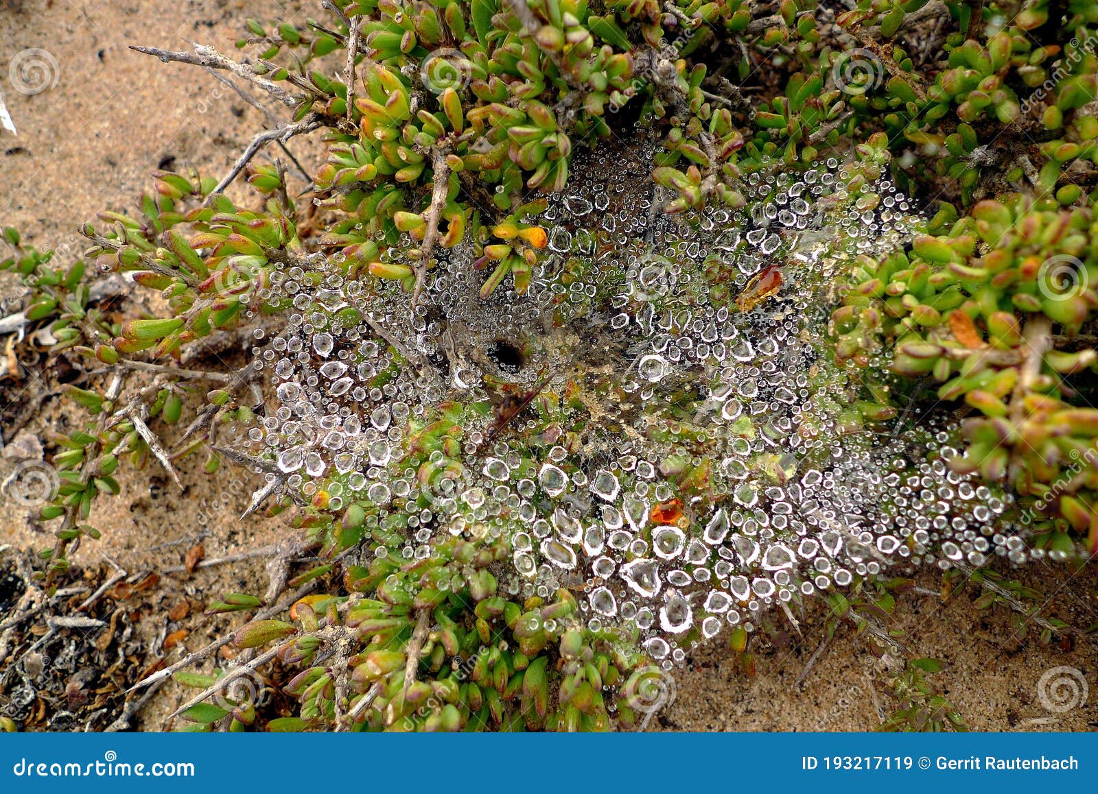 dew drops on a spider web attracts thirsty insects