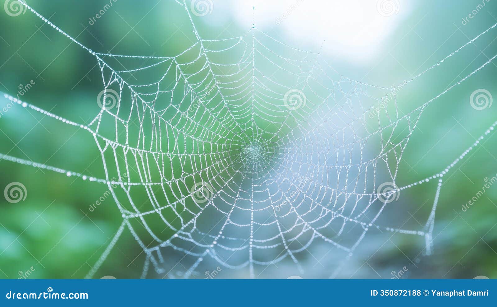 dew laden cobwebs glisten in soft morning light on forest trail