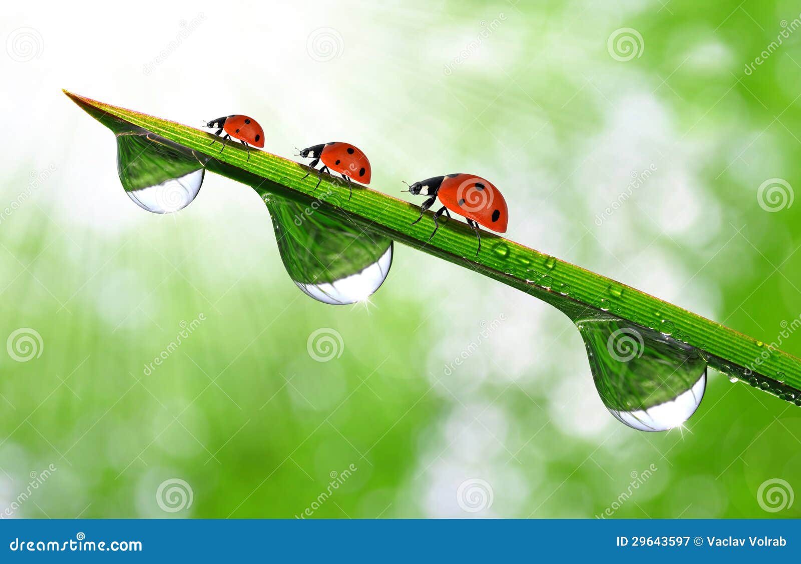 dew and ladybug