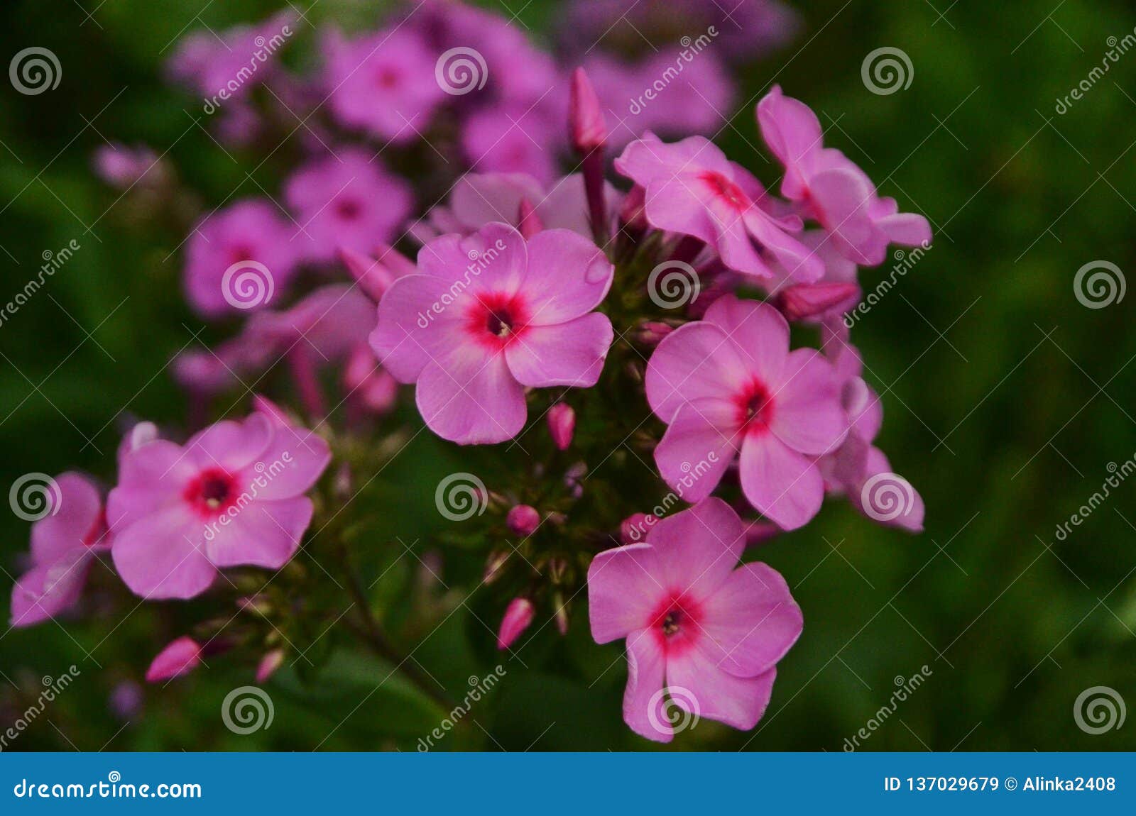 Dew on flower petals stock image. Image of flowering - 137029679