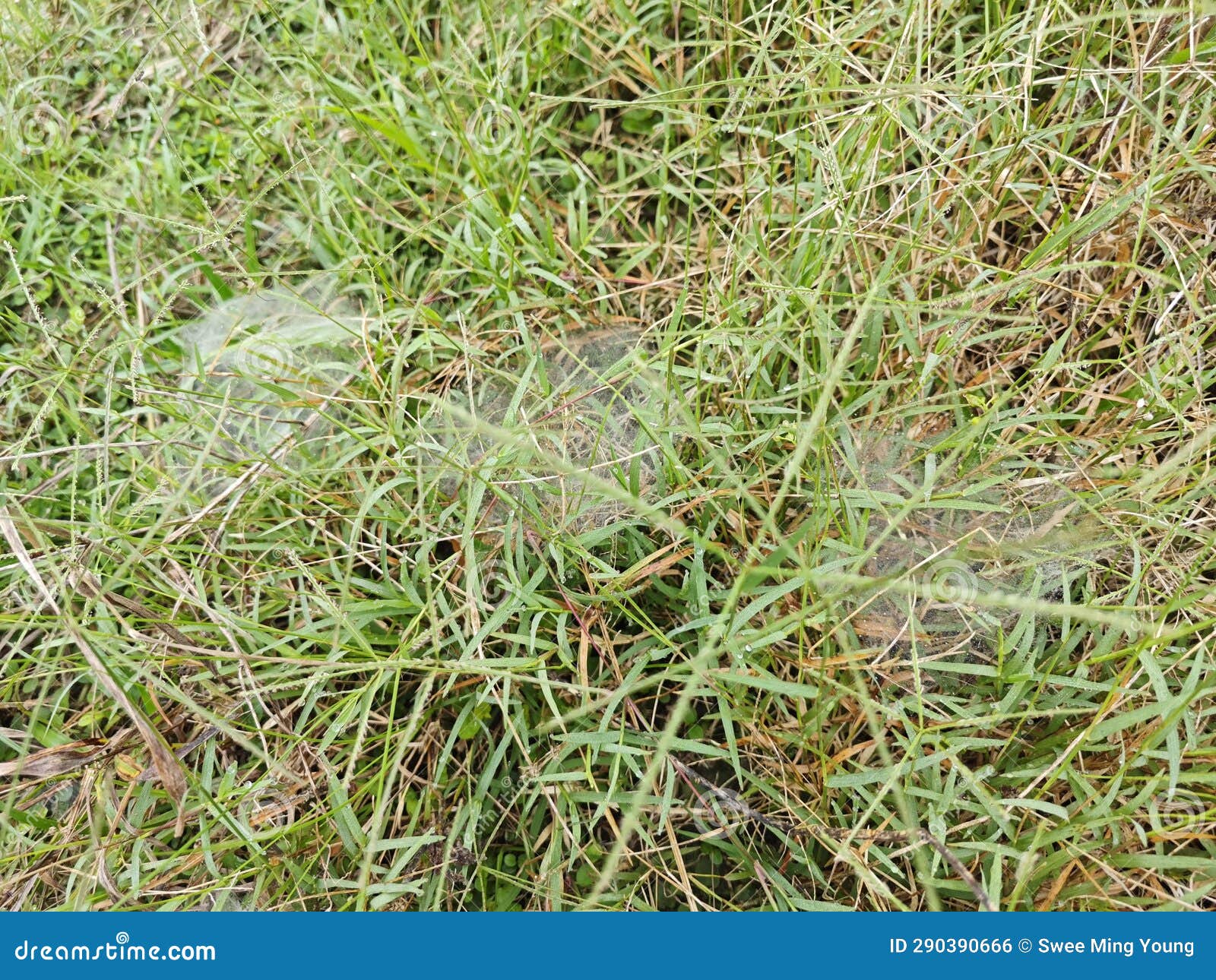 Dew on s of the Grass Spider. Stock Photo Image of meadow, spider