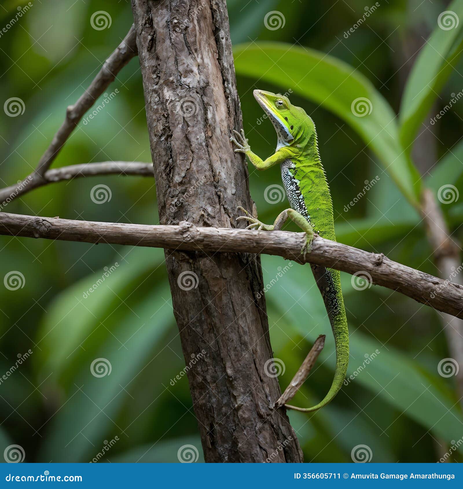 dewlap duel: green anoles assert dominance on a tree branch