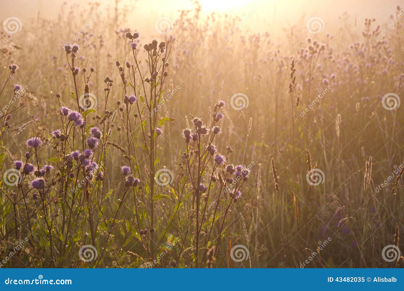 Dewy Beautiful Summer Morning Grass and Sunrise Sunlight Stock Image
