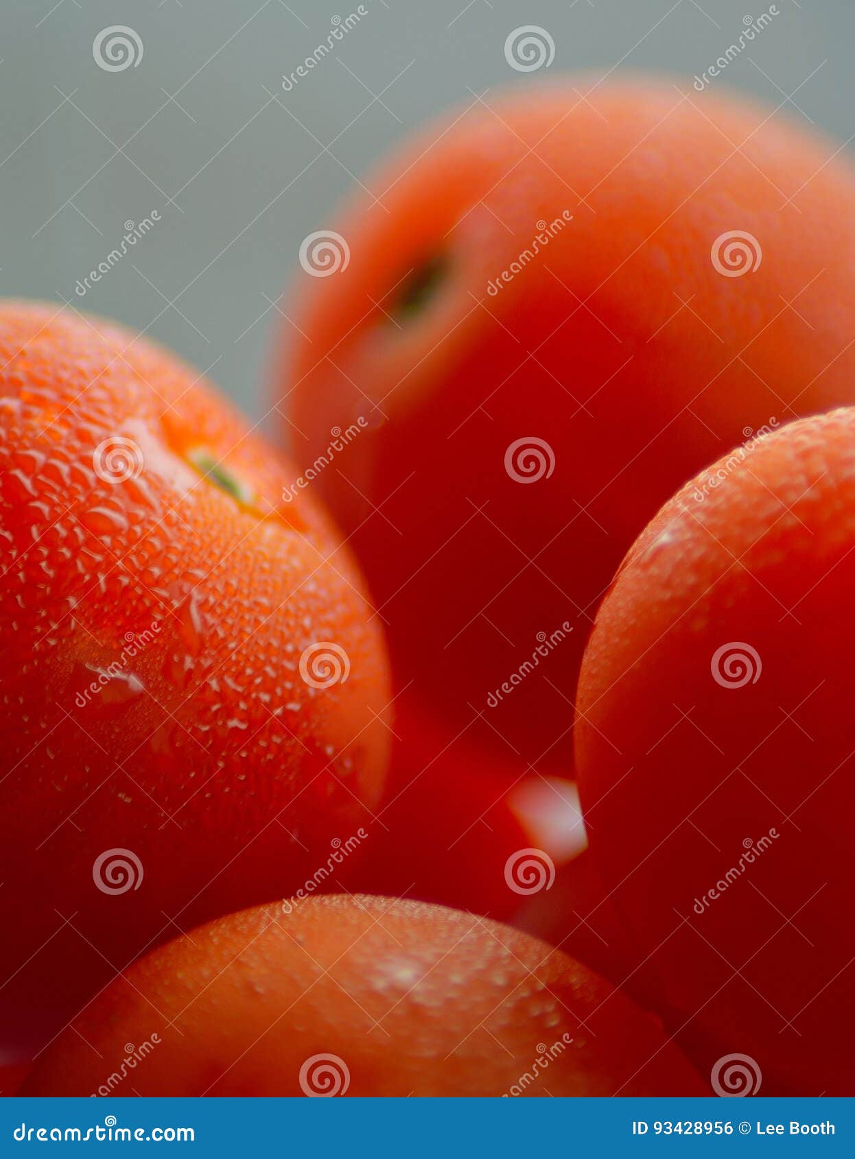 Dewy Cherry Tomato stock photo. Image of tomato, tomatos 93428956