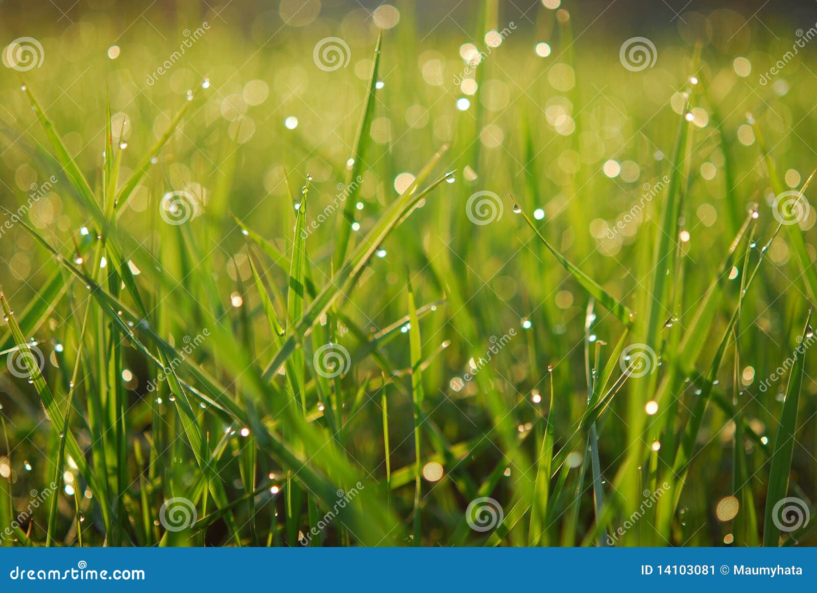 Dewy Green Grass Background Stock Image - Image of details, moist: 14103081