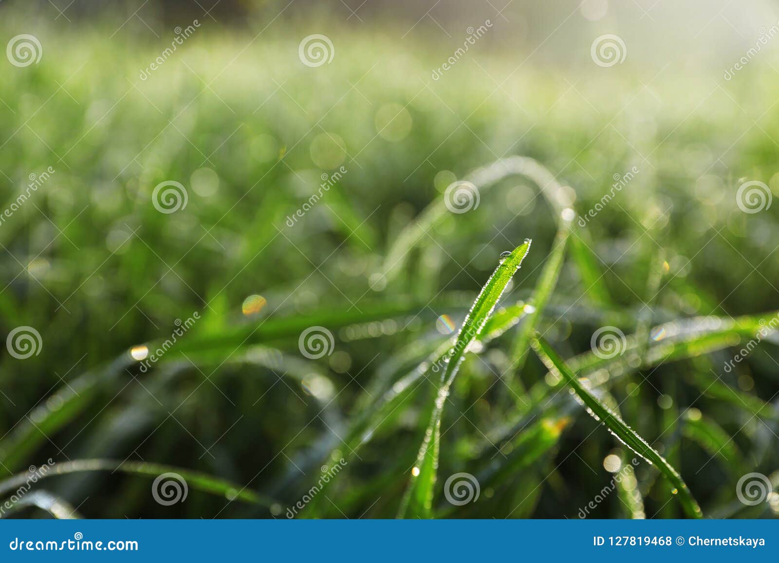 Dewy Green Grass On Wild Meadow Stock Photo - Image of wild, background