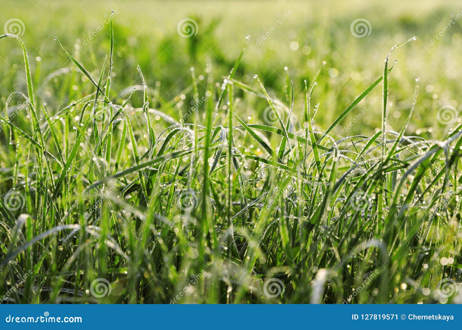Dewy Green Grass on Wild Meadow Stock Image - Image of ecology, growing