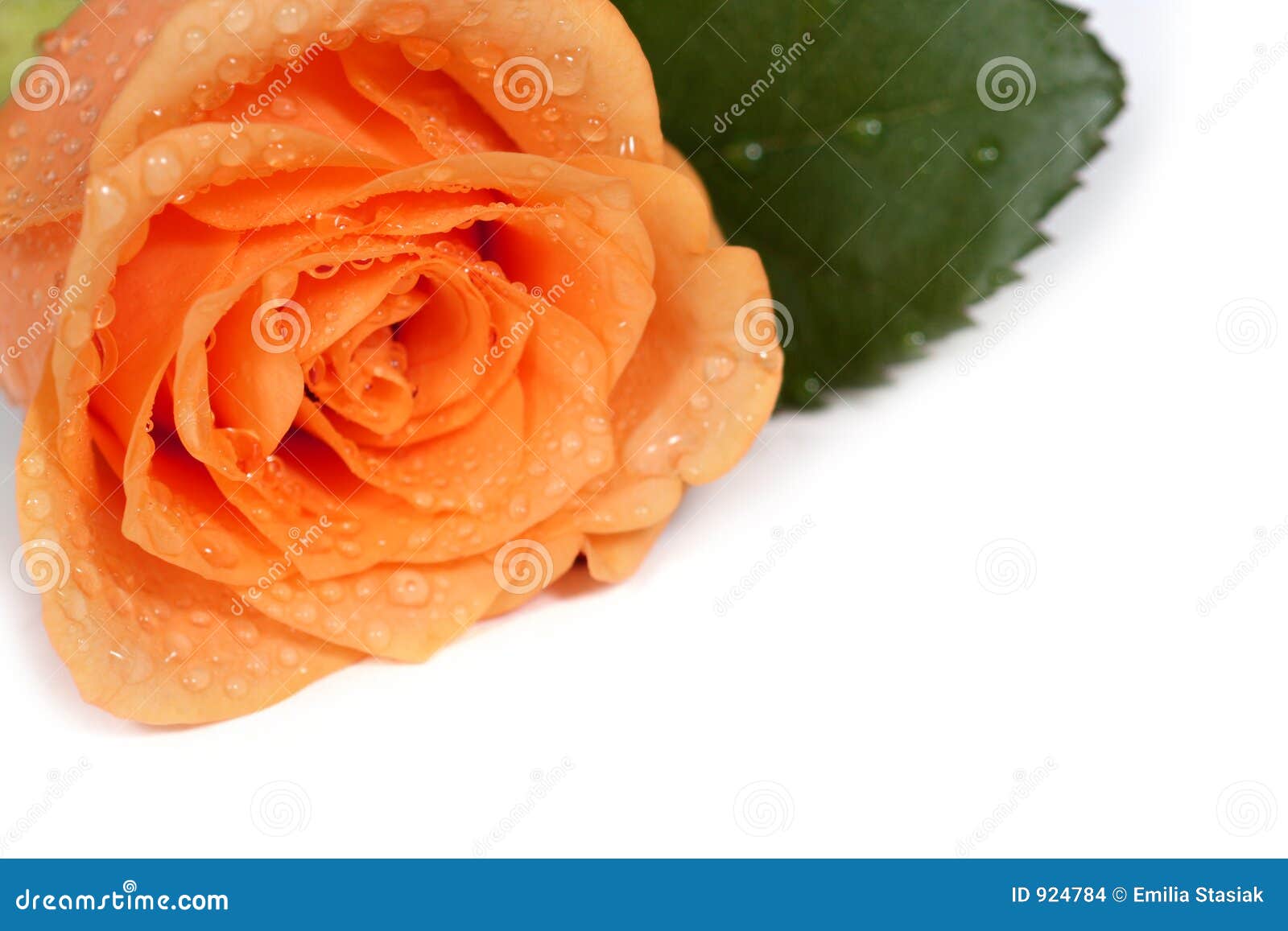 Dewy rose write your own text on it stock photo image of green