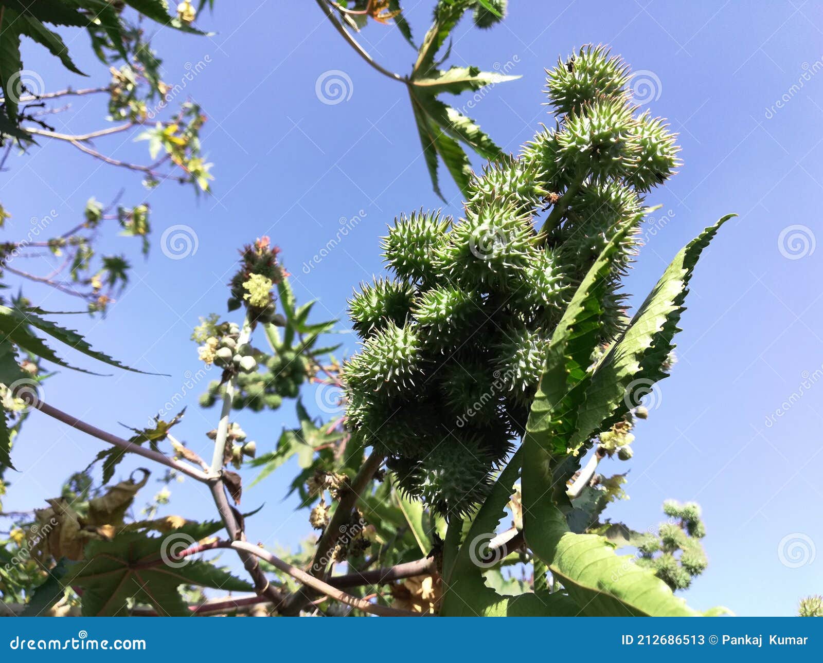 Dhatura Tree Poison Tree Corona Tree Arand Tree Stock Image Image of