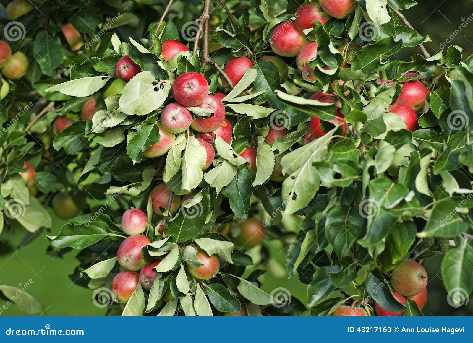 Di melo. Ramo dell'albero da frutto con le mele rosse mature nella fine dell'estate