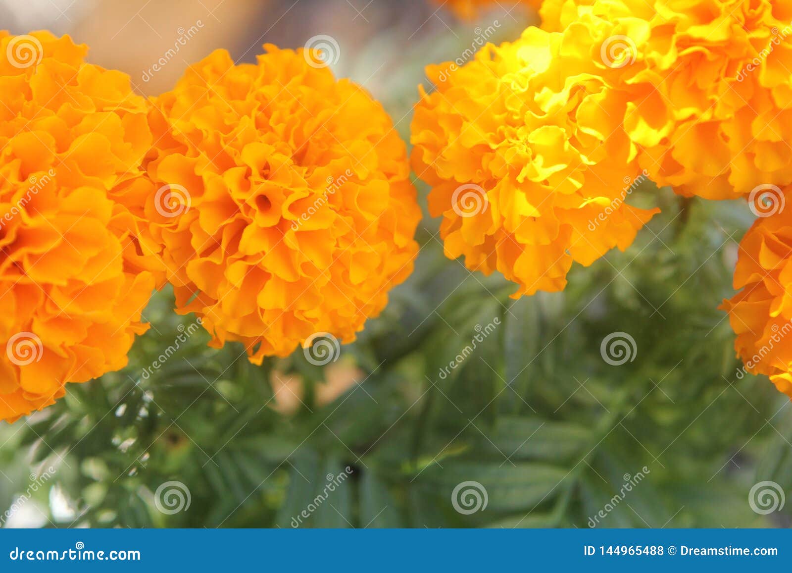 Dia De Los Muertos Marigolds Foto de archivo - Imagen de florista, hermoso:  144965488