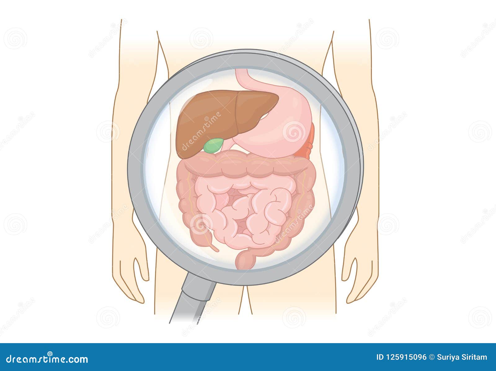 diagnose human digestive system with magnifying glass.