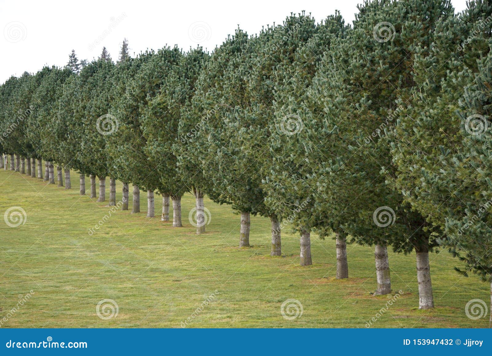 tidy row of identical trees form a border across a grassy meadow
