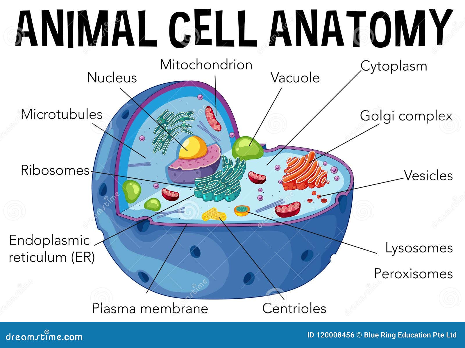 Diagram Of Animal Cell Anatomy Stock Vector