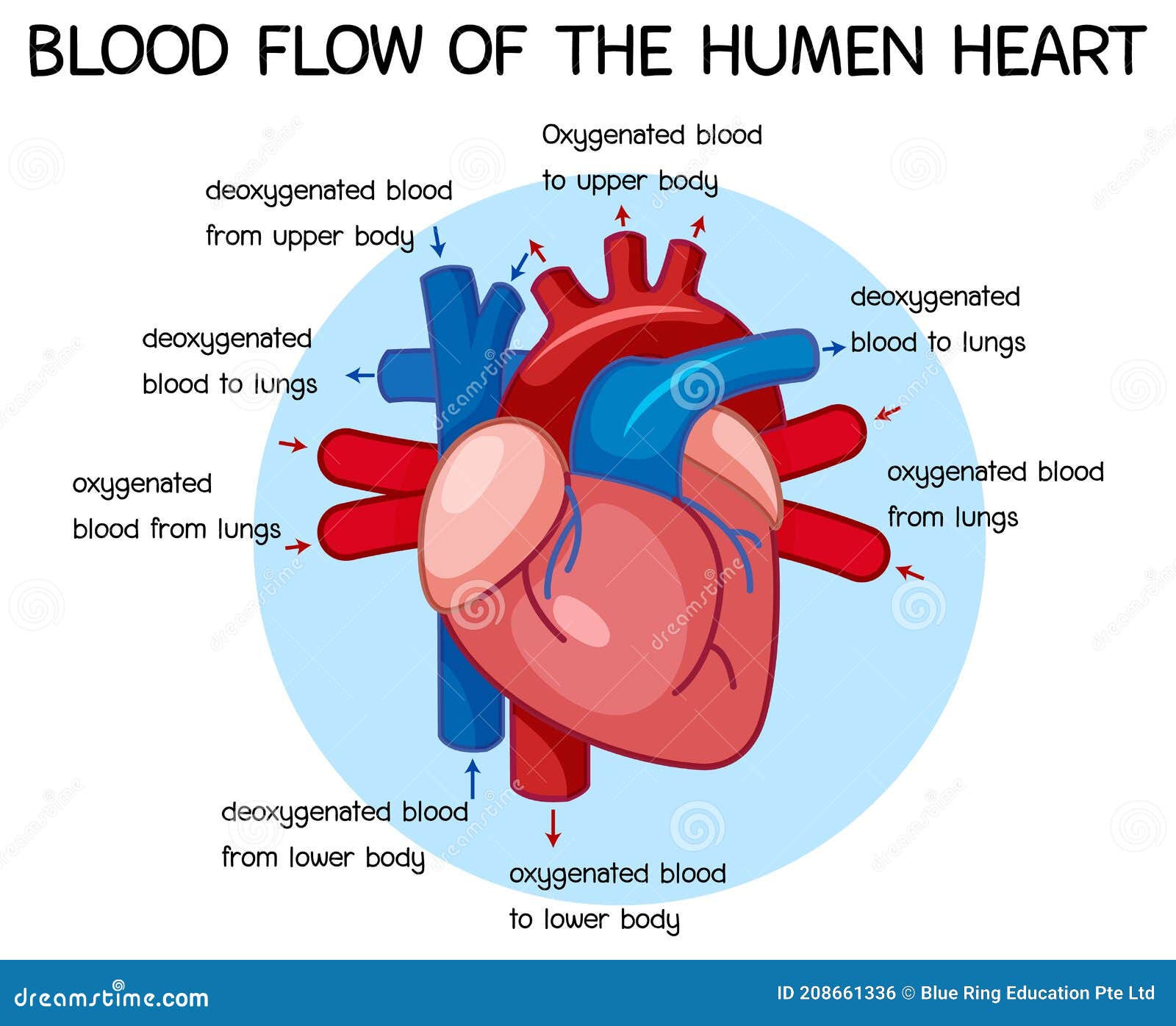 In the human body, there are five vital organs that people need to stay alive. Diagram Of Blood Flow Of The Human Heart Stock Vector Illustration Of Body Microbiology 208661336