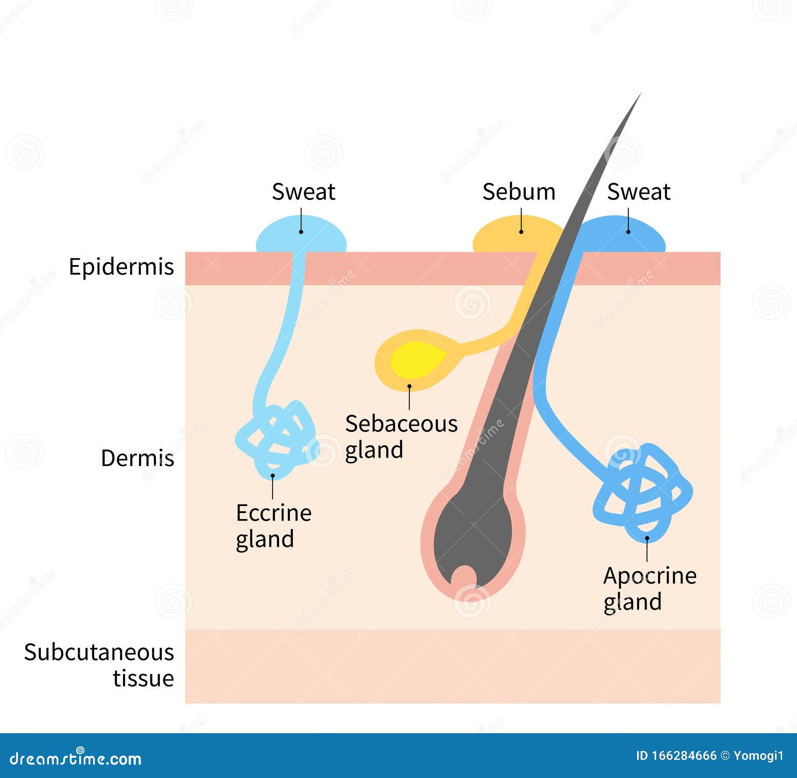 Peau Du Gland Qui Pele Et Odeur Diagram of Body Odor and Sweat Glands. Human Skin Layer Illustration