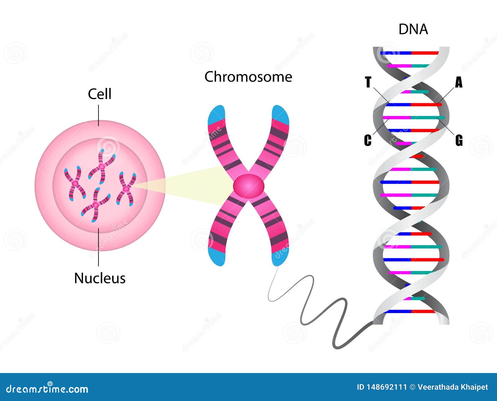 Dna Genes Chromosomes Overview Dna And Genes Biology Lessons