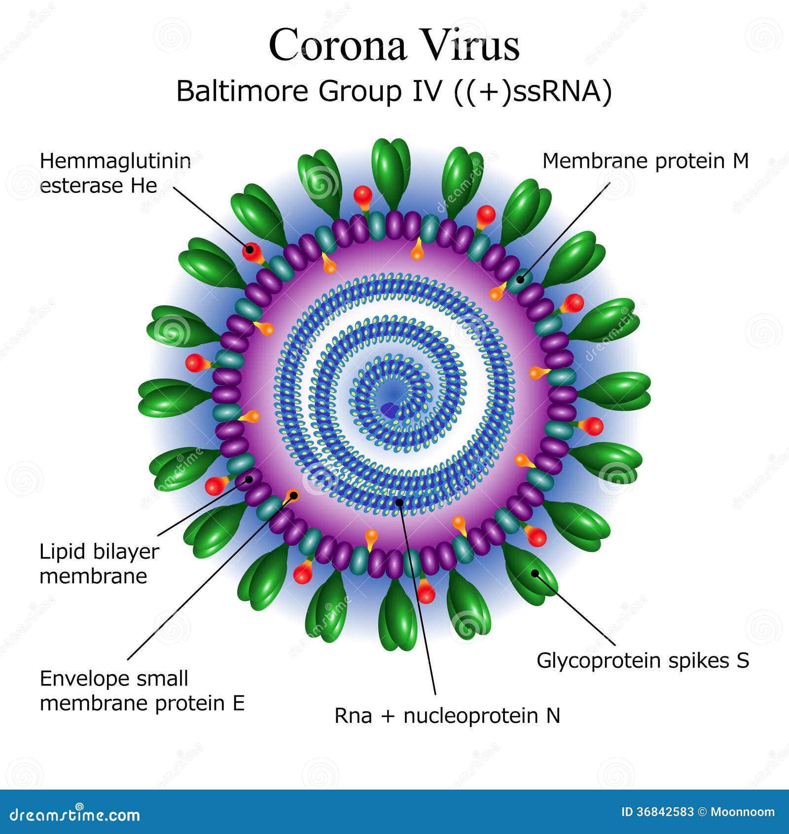 Diagram Of Corona Virus Particle Structure Stock Illustration -  Illustration of diagram, microorganism: 36842583