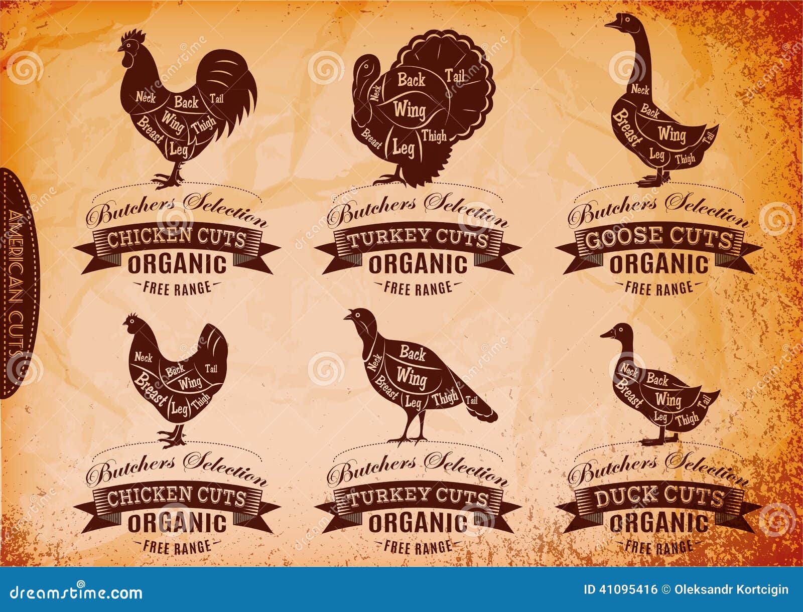 Diagram Cut Carcasses Chicken, Turkey, Goose, Duck Stock Vector