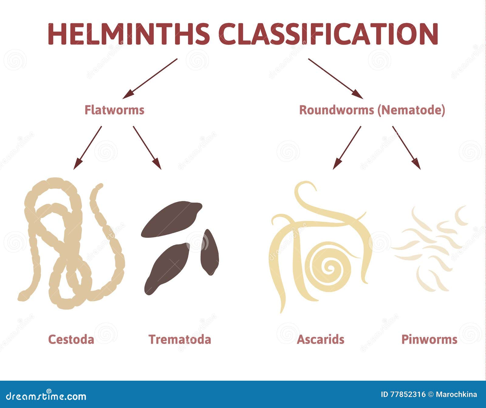 pinworm diagram