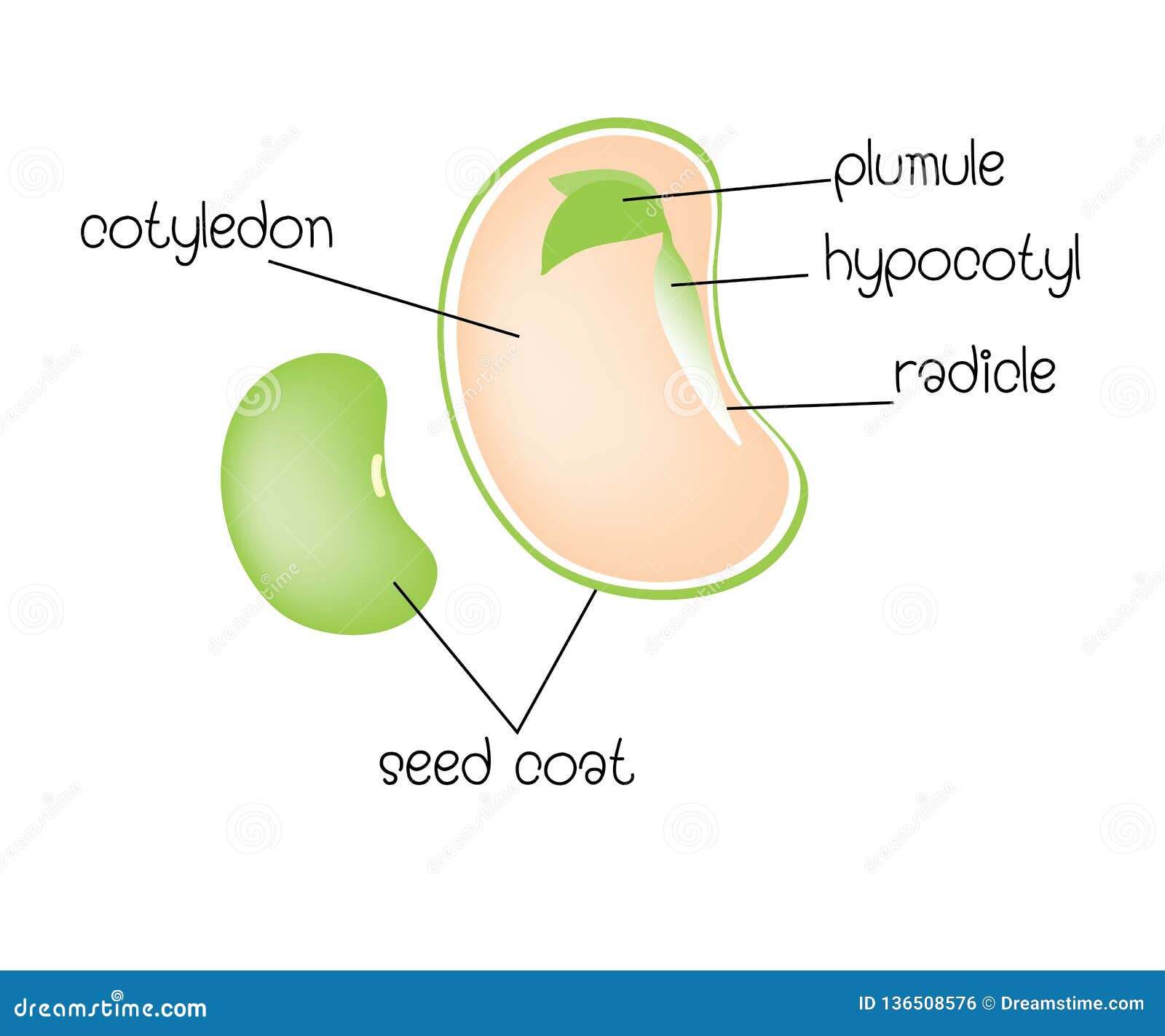 Diagram Of A Dicotyledon Seed Stock Vector