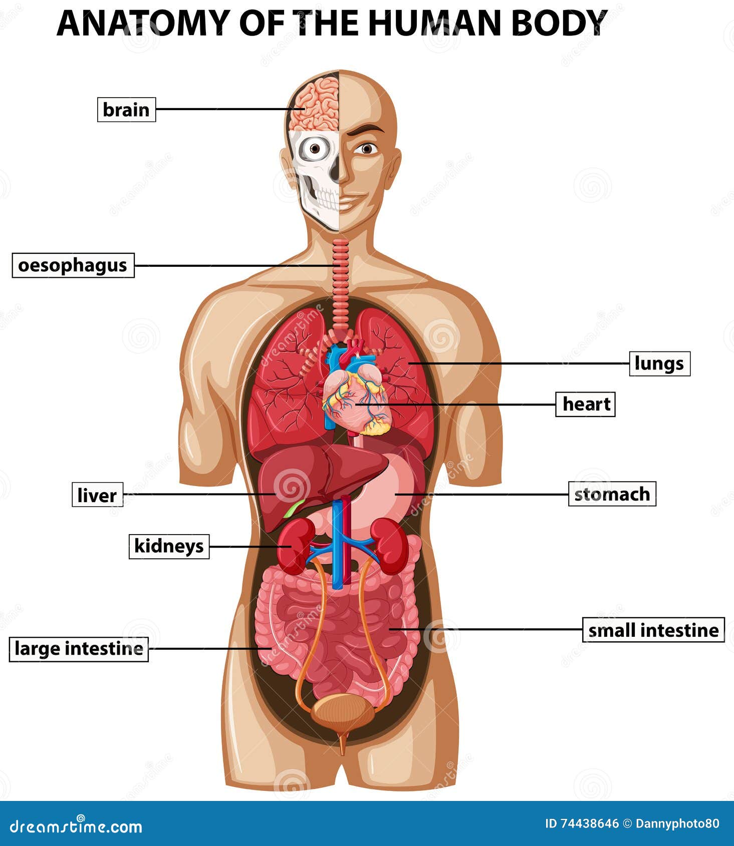 Wonderbaarlijk Diagram Die Anatomie Van Menselijk Lichaam Met Namen Tonen Vector UA-05