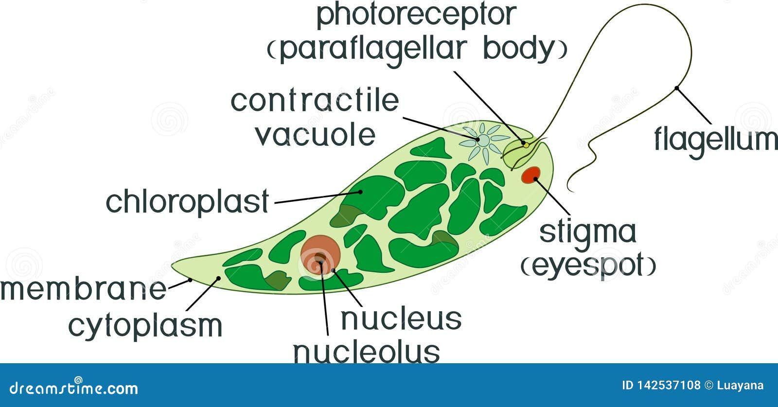 Diagram Of Euglena. Structure Of Euglena Viridis With ...