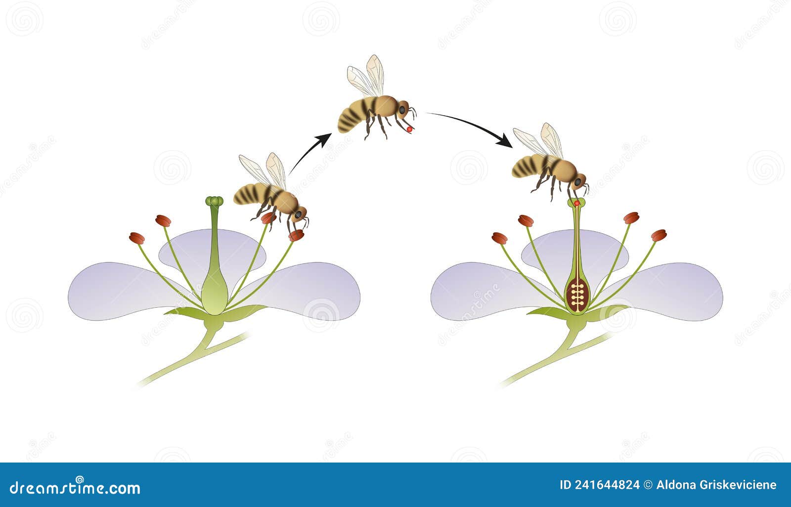 diagram of flower pollination by an insect