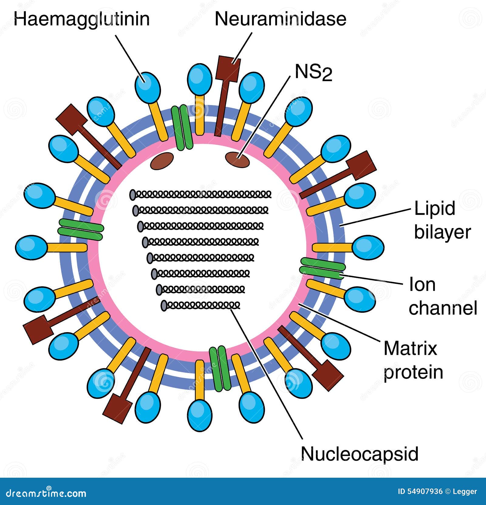 diagram of flu virus