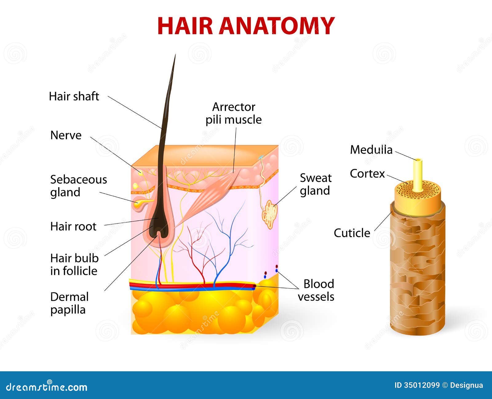 Layer of Hair Structure the Hair Shaft Consists of Cortexcuticle and  Medulla Hair Care and Beauty Concept Stock Vector  Illustration of  beauty protect 207824046
