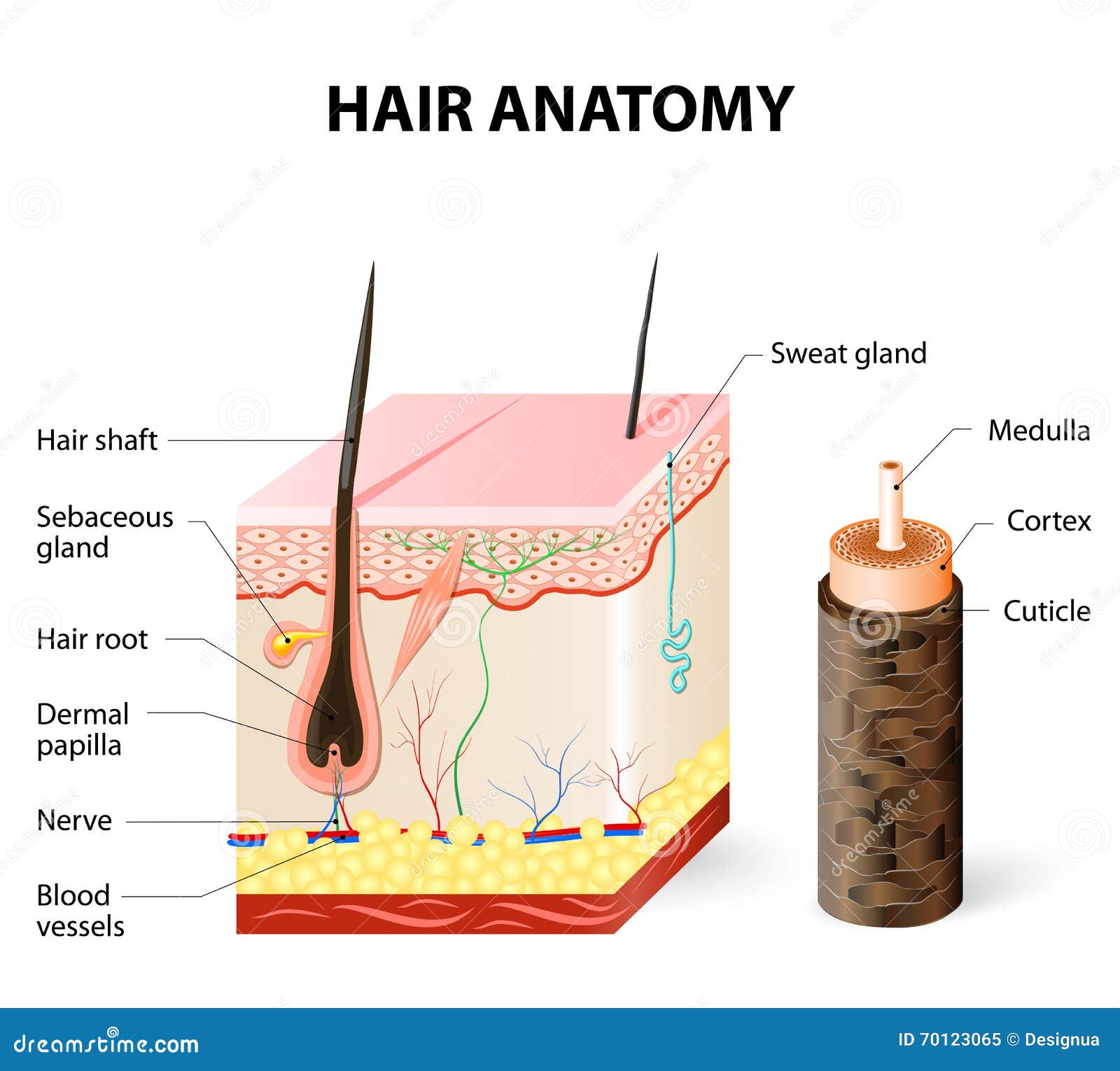 Diagram of a Hair Follicle in a Cross Section of Skin Layers Stock Vector -  Illustration of cortex, medulla: 70123065