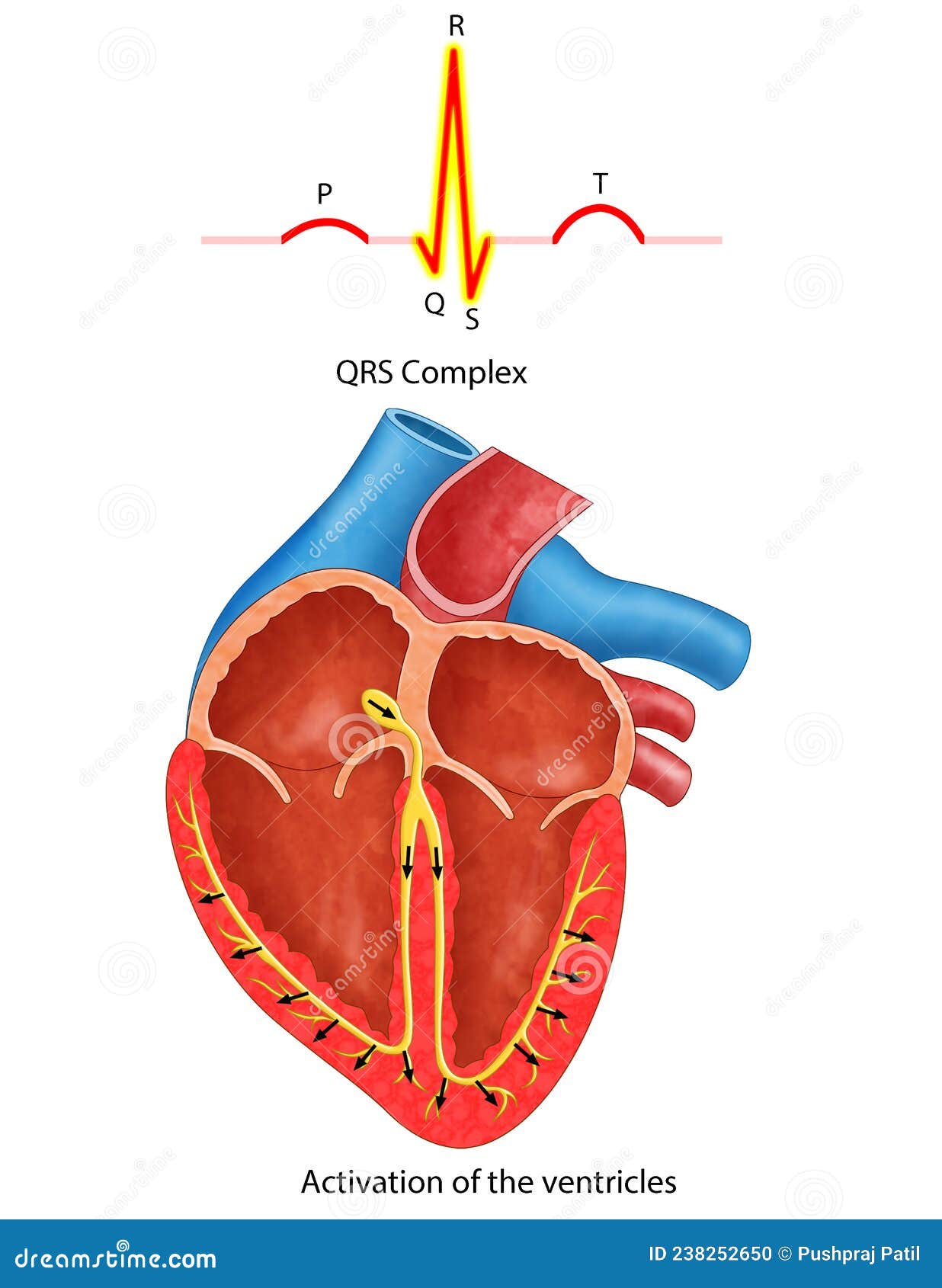 Diagram of Heart Wave QRS Complex Stock Illustration Illustration of