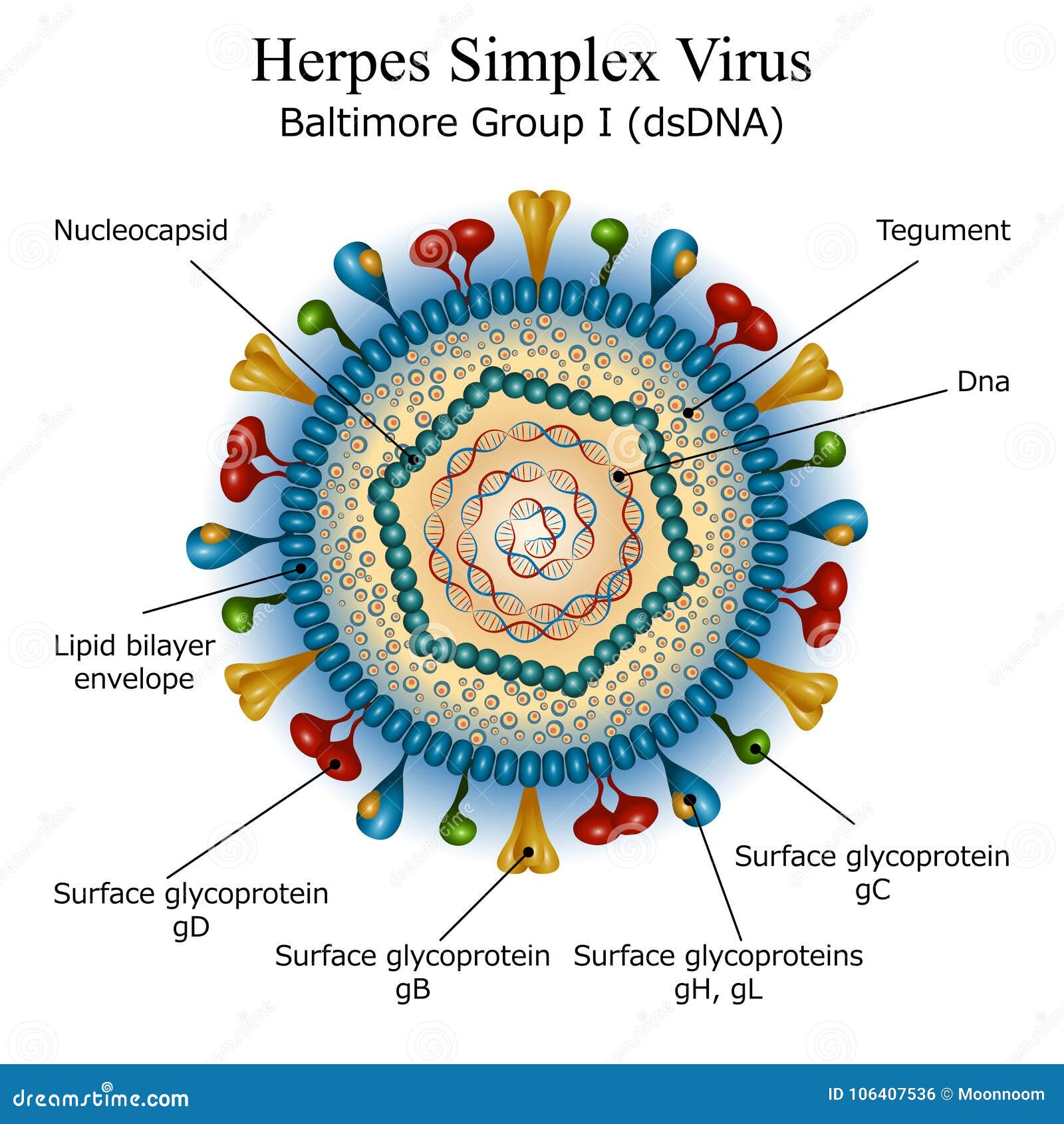 diagram of herpes simplex virus particle structure