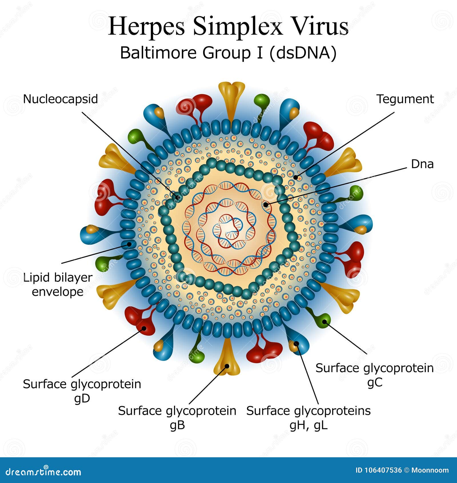 Diagram of Herpes Simplex Virus Particle Structure Stock Vector Diagram of Herpes Simplex Virus Particle Structure Stock Vector