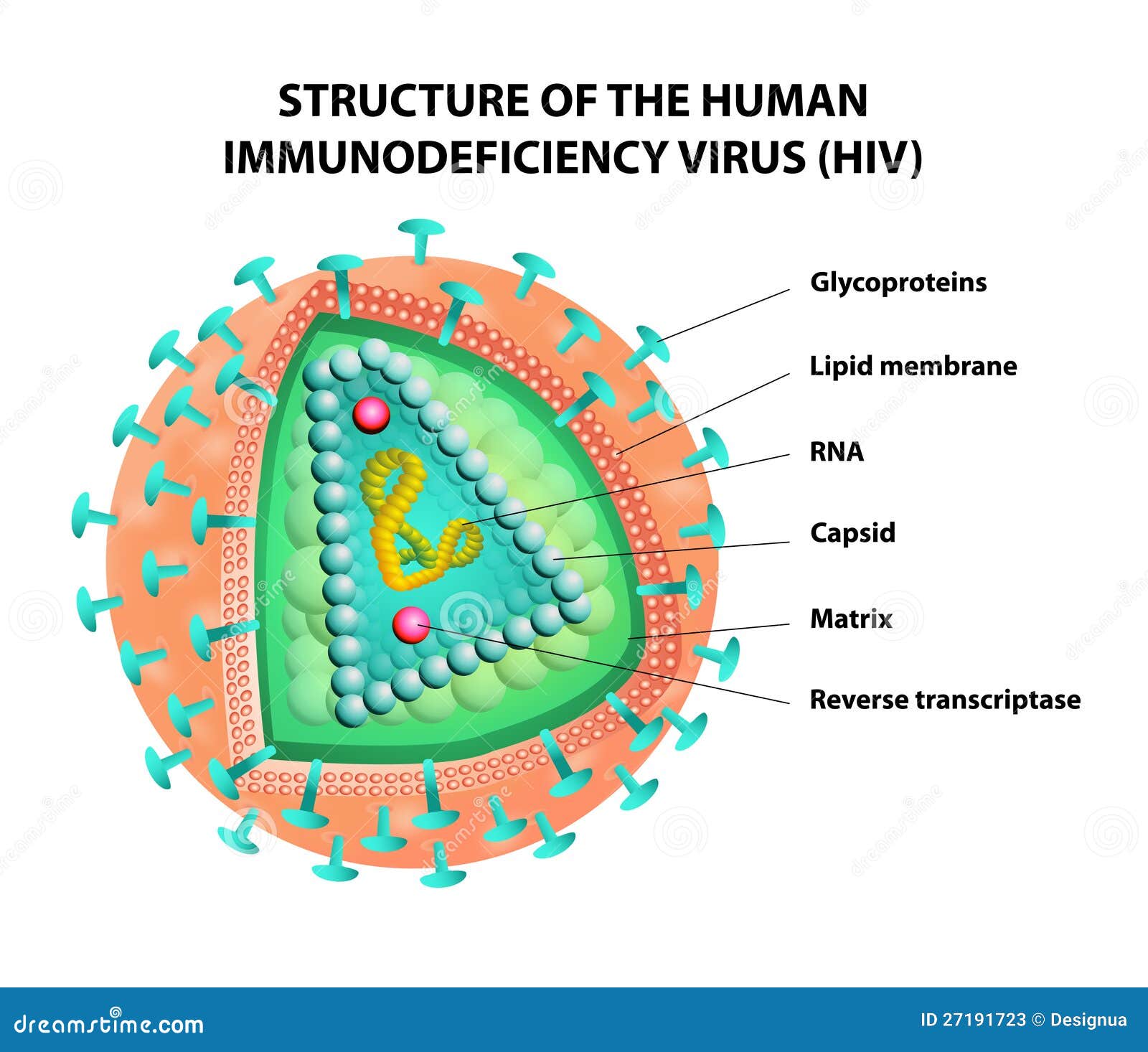 diagram of the hiv virus. 