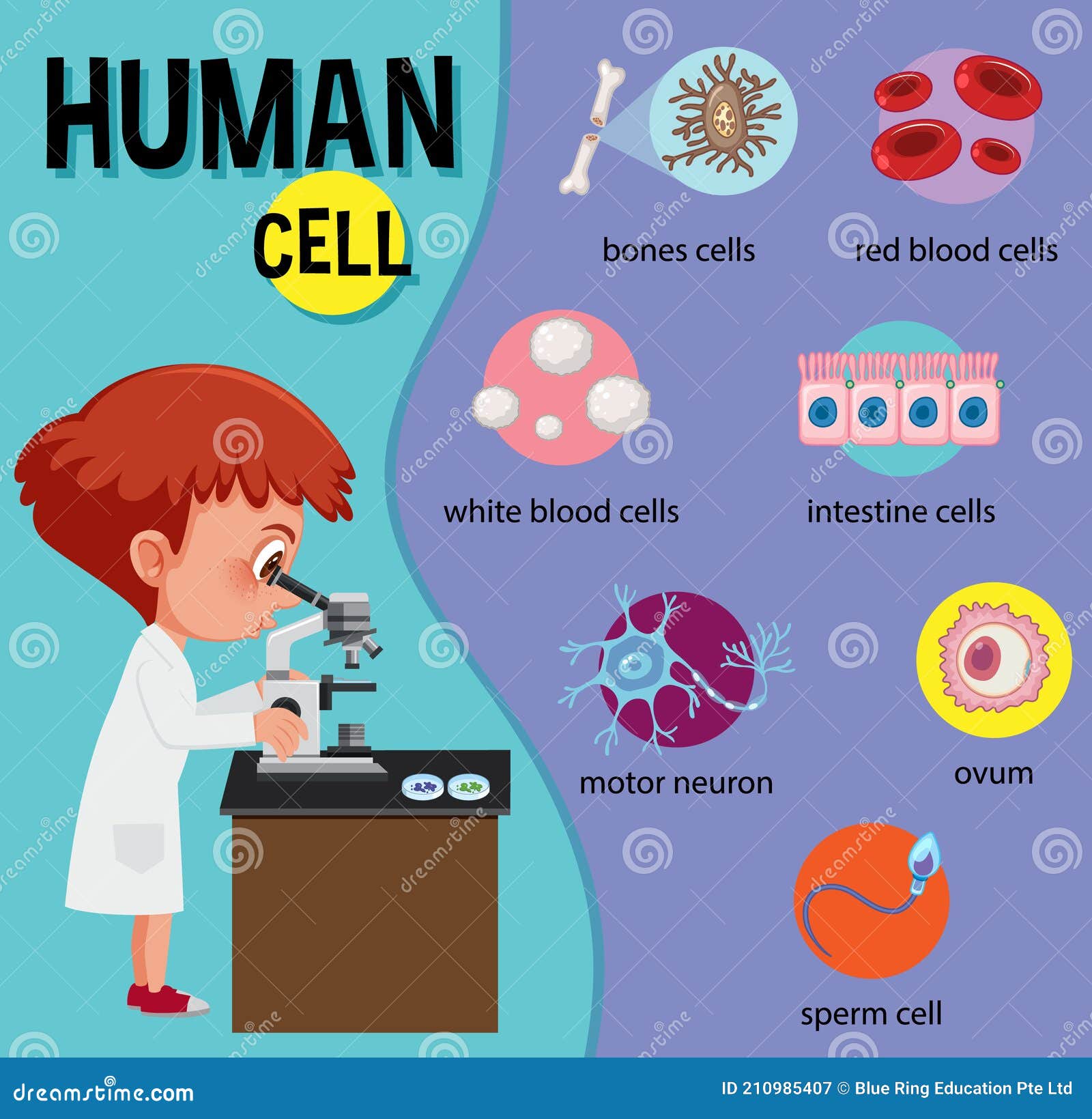 human cell model for kids