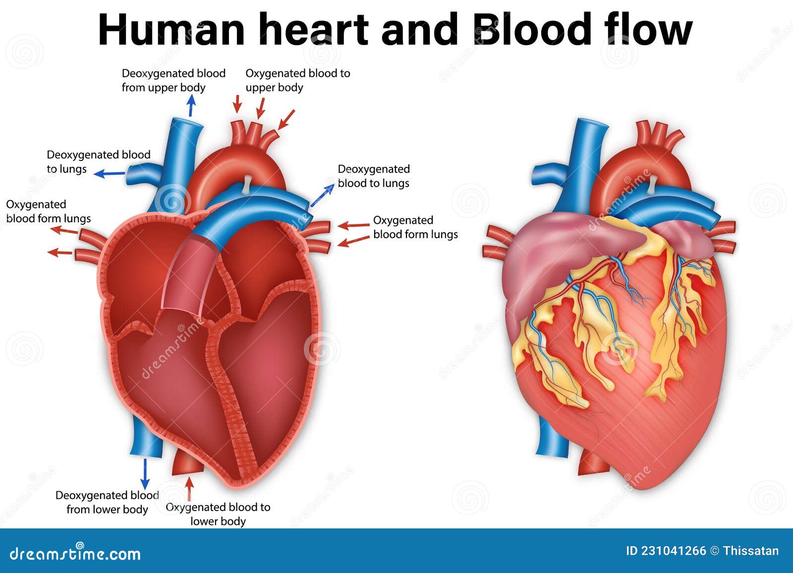 Realistic detailed 3d normal blood flow Royalty Free Vector