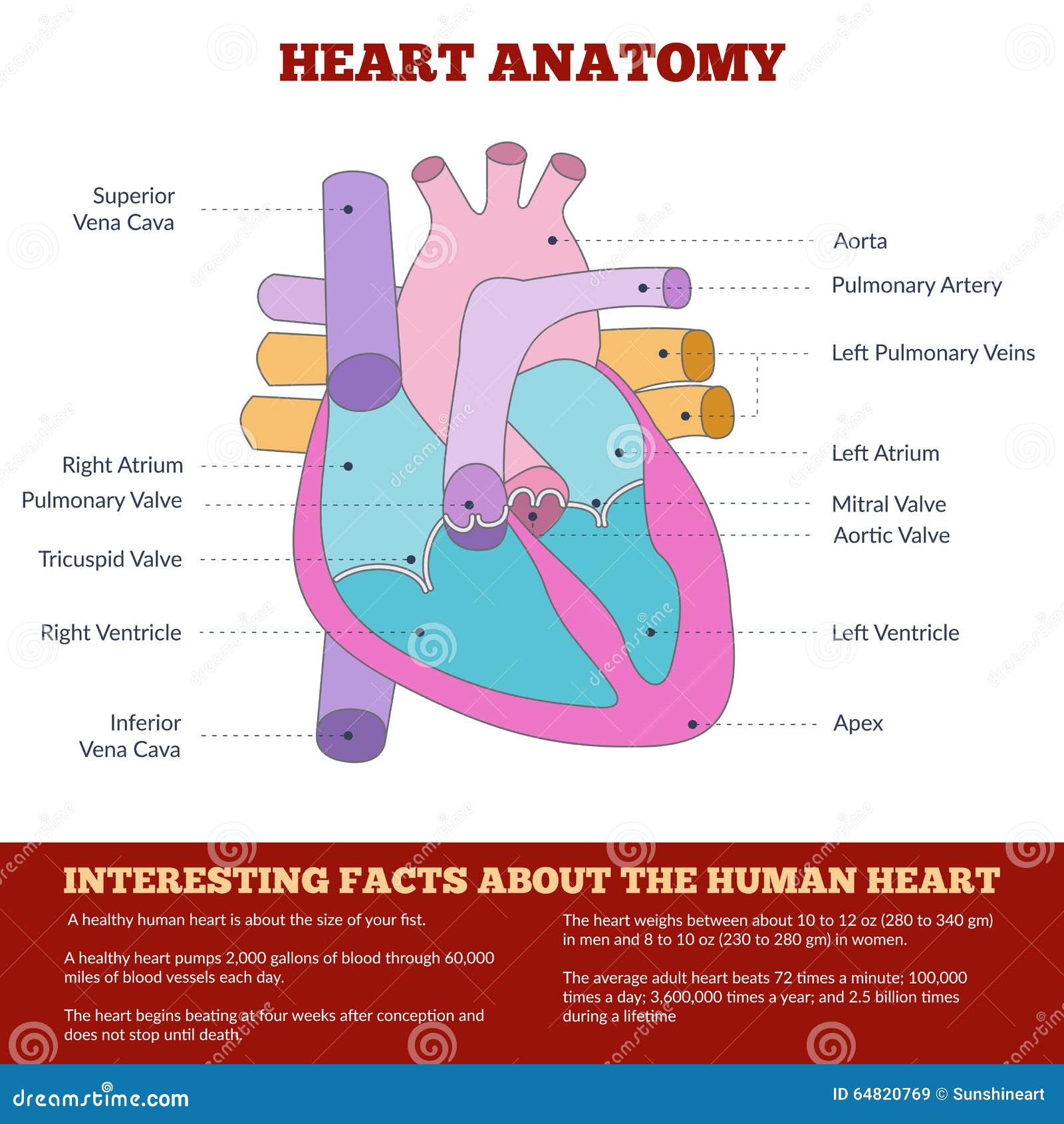 healthy human heart diagram