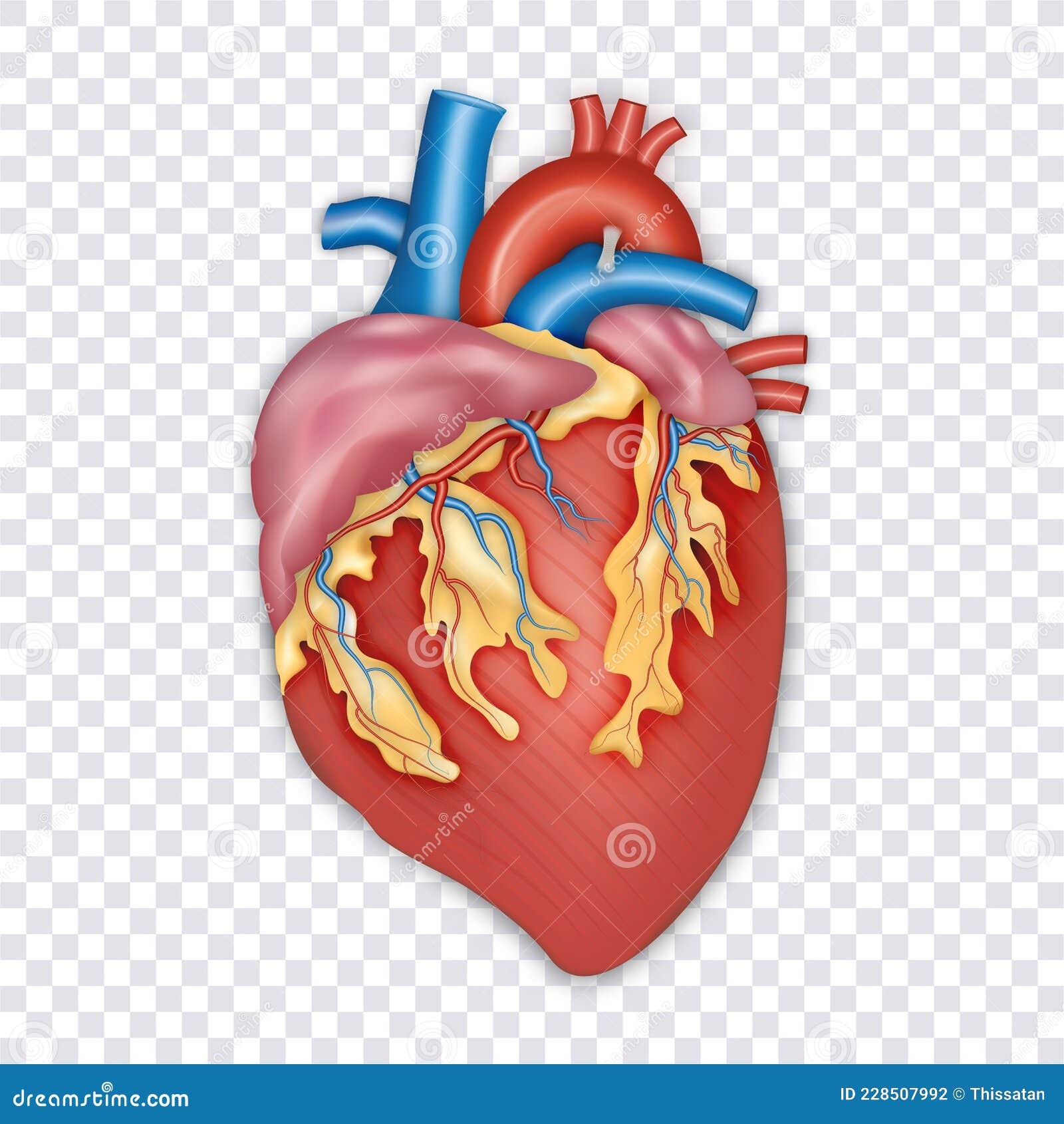 Diagram of Human Heart Anatomy Isolated on Transparent Background. Vector  Illustration Stock Illustration - Illustration of anatomy, blood: 228507992