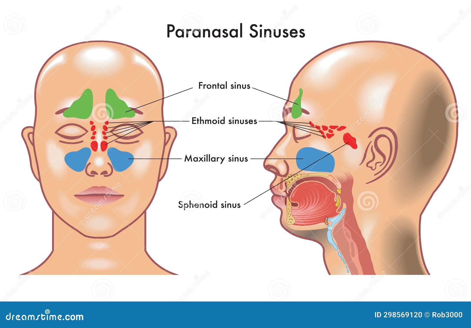 diagram of human paranasal sinuses with annotations
