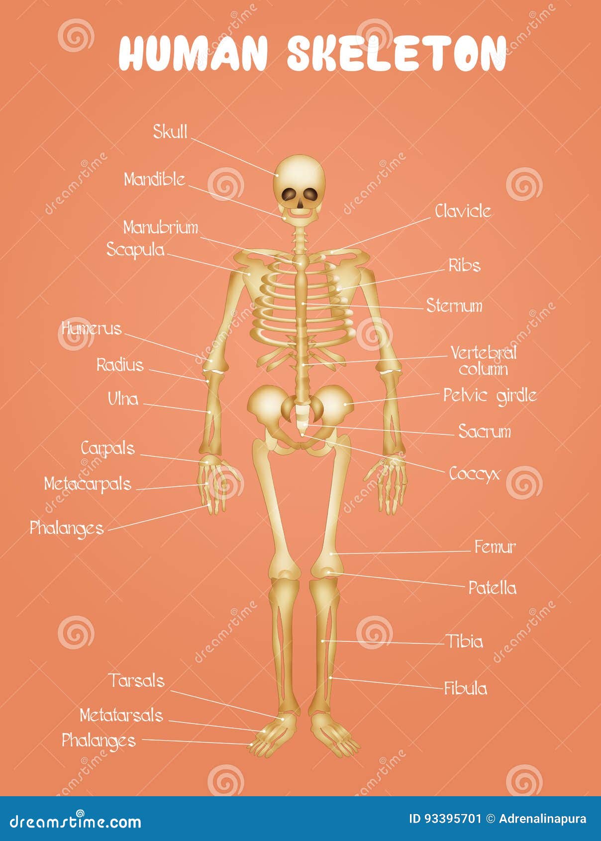 Diagram Of The Human Skeleton Stock Illustration - Illustration of