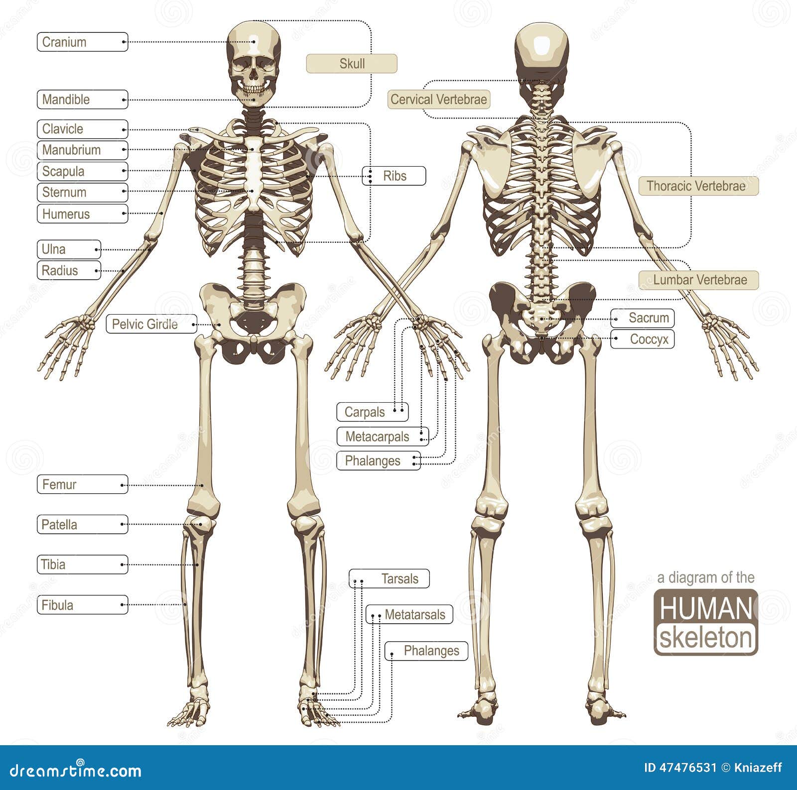 book the development of the chondrocranium of