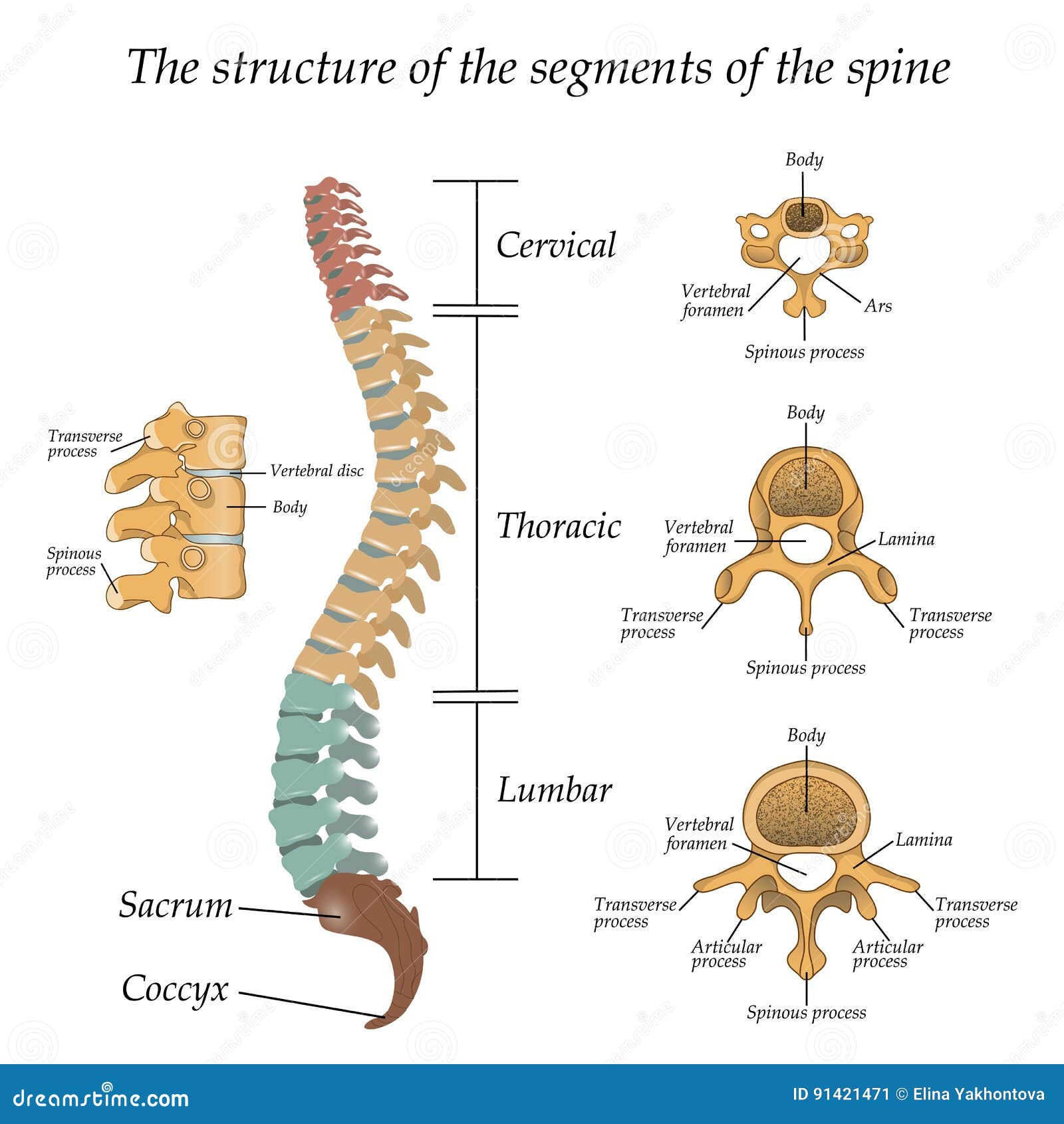Diagram of a Human Spine with the Name and Description of All Sections and  Segments of the Vertebrae, Vector Illustration. Stock Vector - Illustration  of bone, health: 91421471