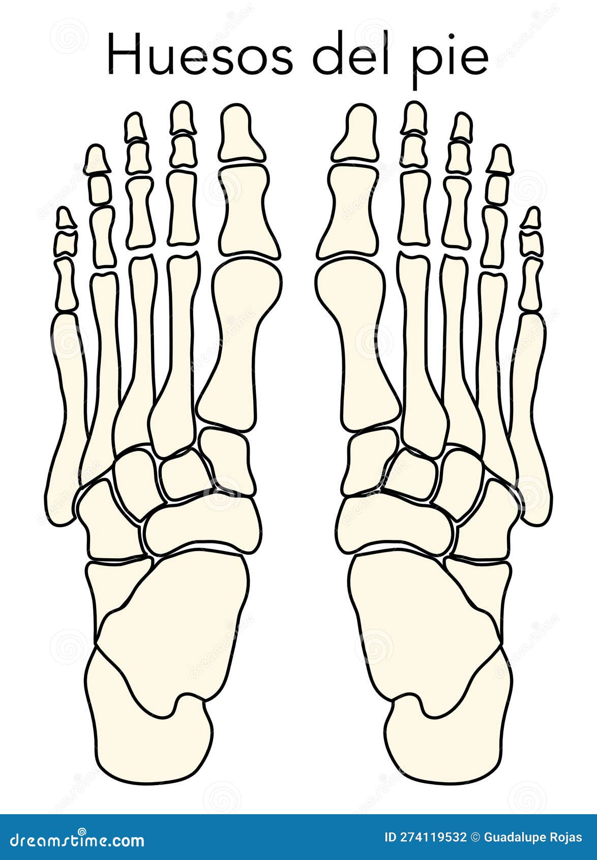 Diagram or Infographic of the Bones that Make Up a Foot from an Aerial ...