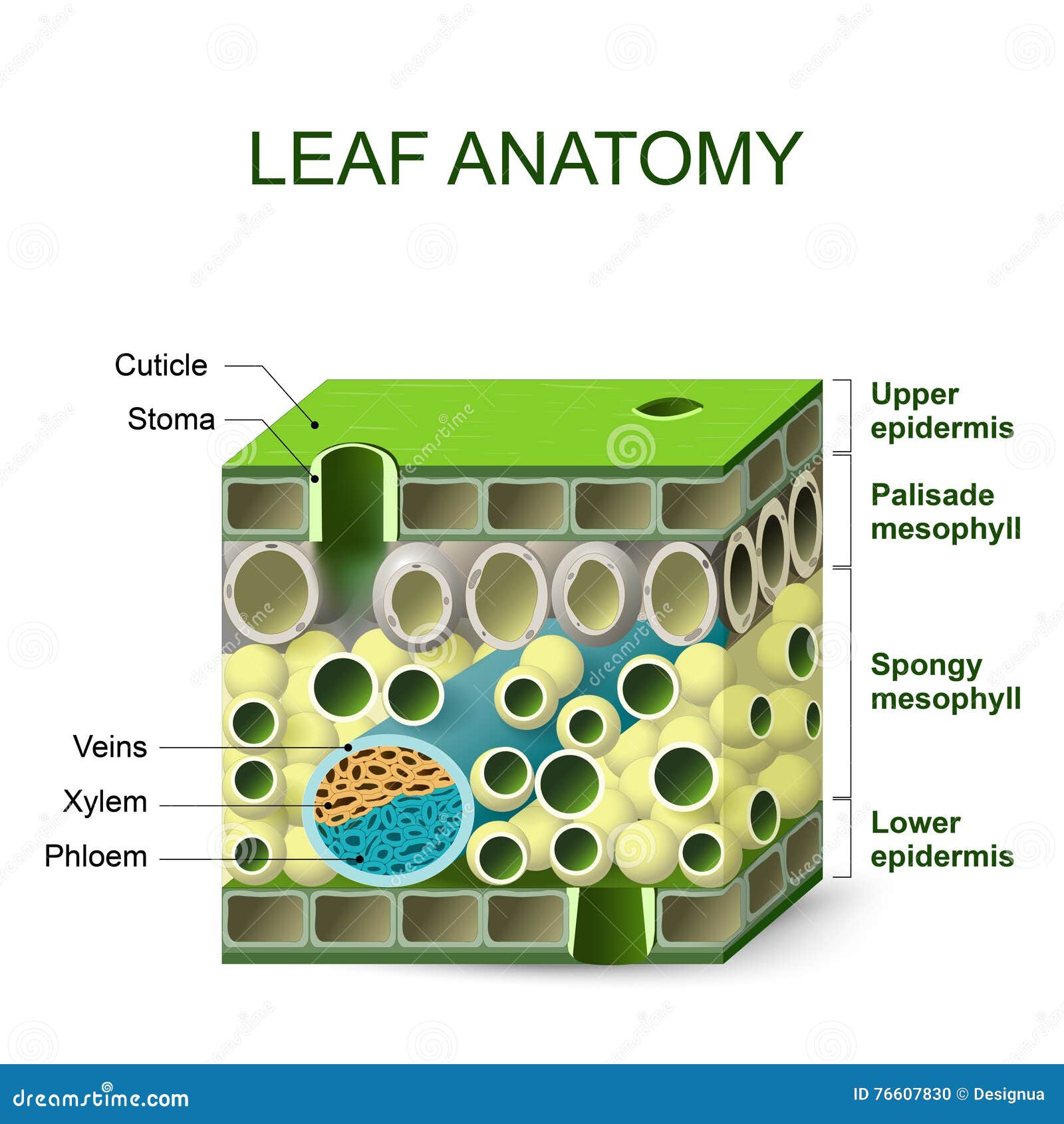 Diagram Of Leaf Structure Stock Vector  Illustration Of