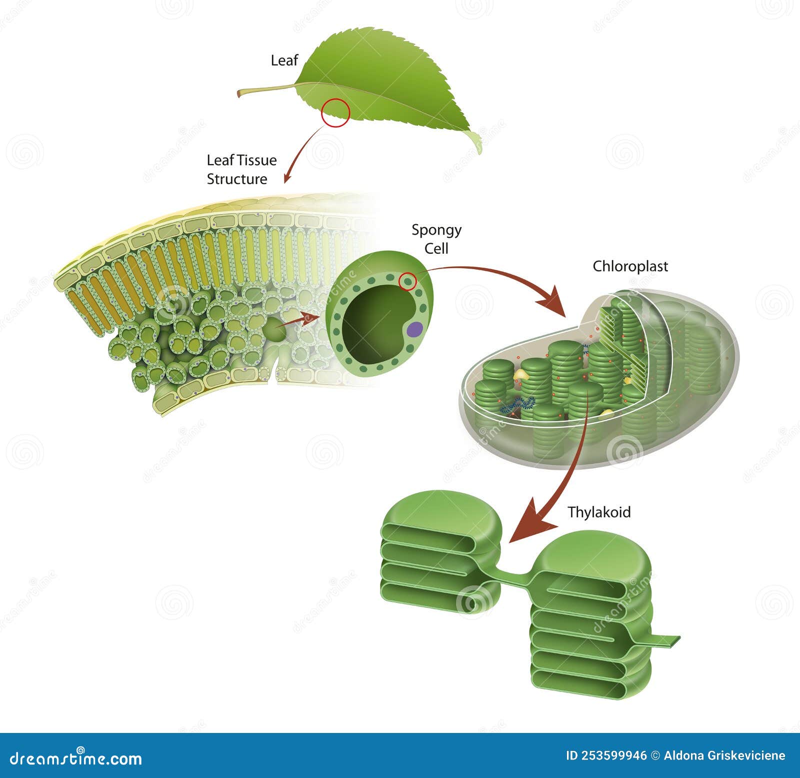 Diagram of a Leaf Structure Stock Illustration - Illustration of ...