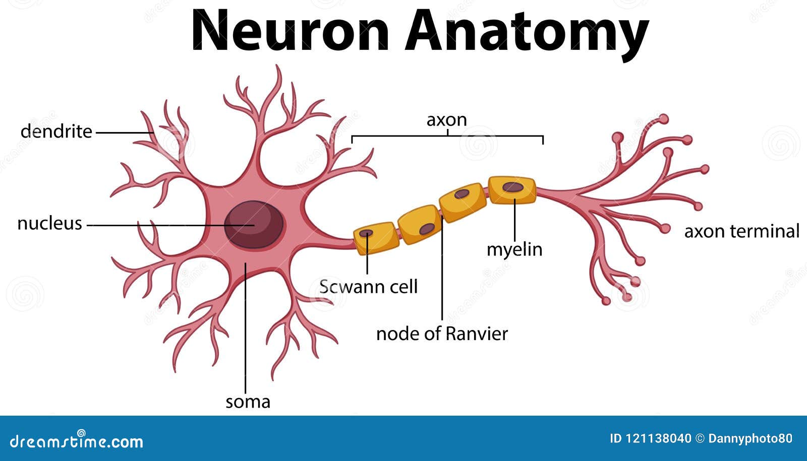 download structure of neuron