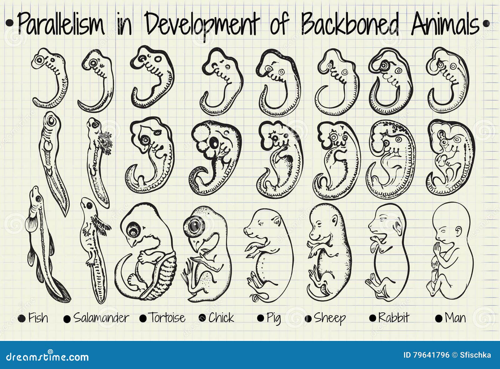 diagram of the parallel development of the backboned
