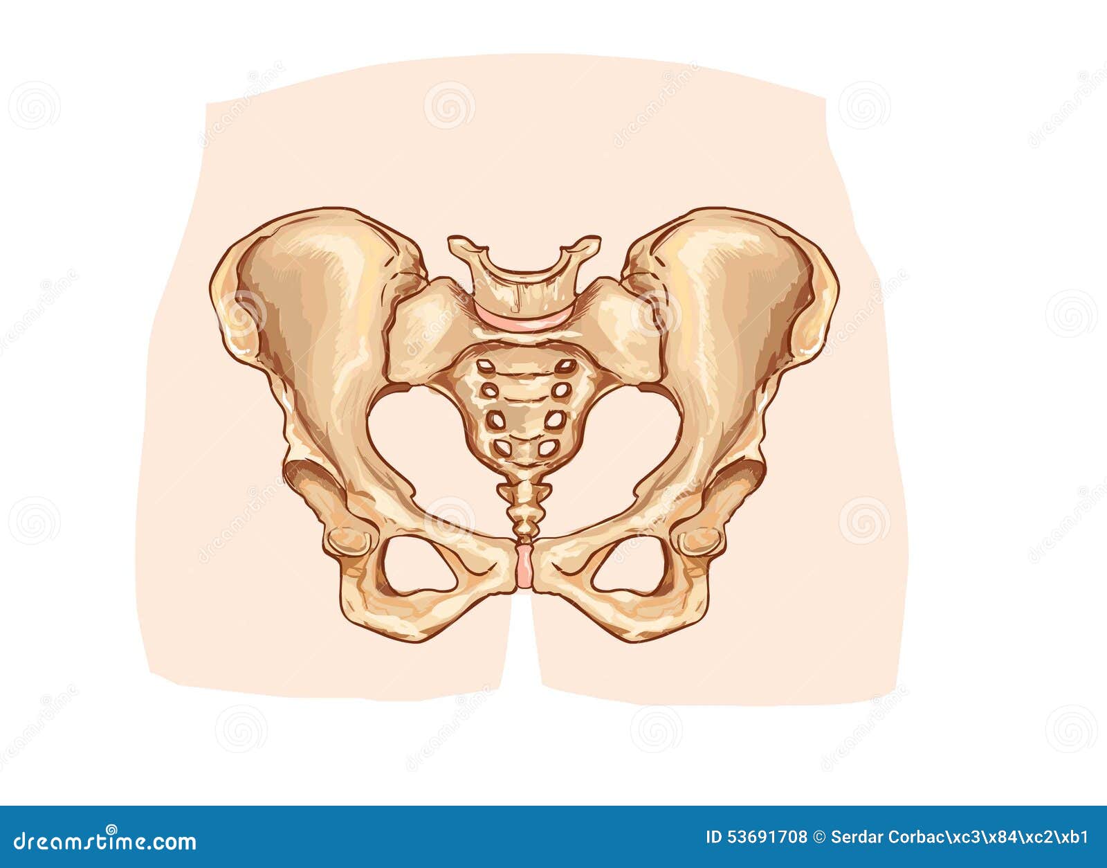 Diagram of the Pelvic Girdle Labeled Stock Vector - Illustration of crest,  acetabulum: 53691708