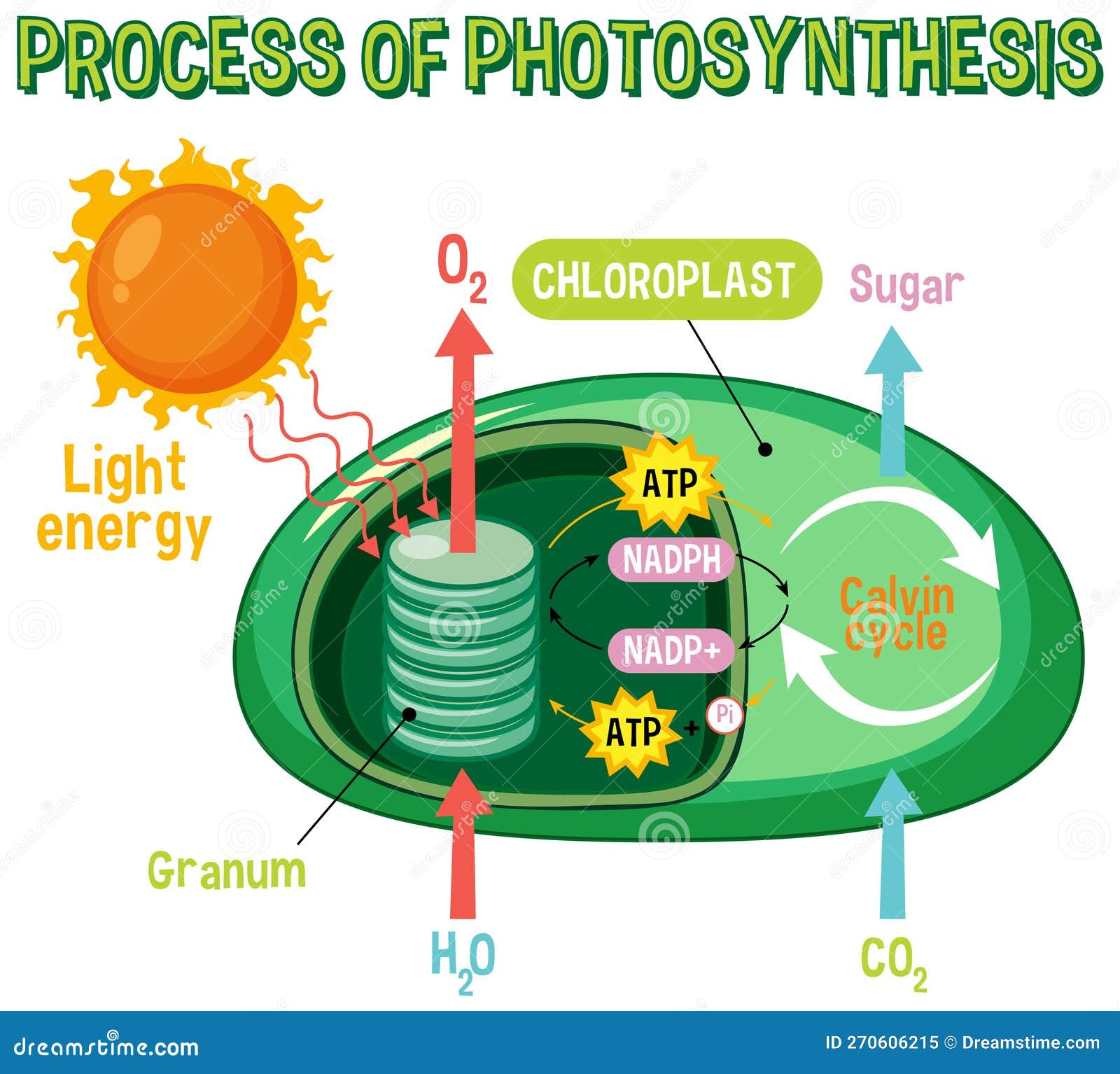 Diagram of Photosynthesis for Biology and Life Science Education Stock